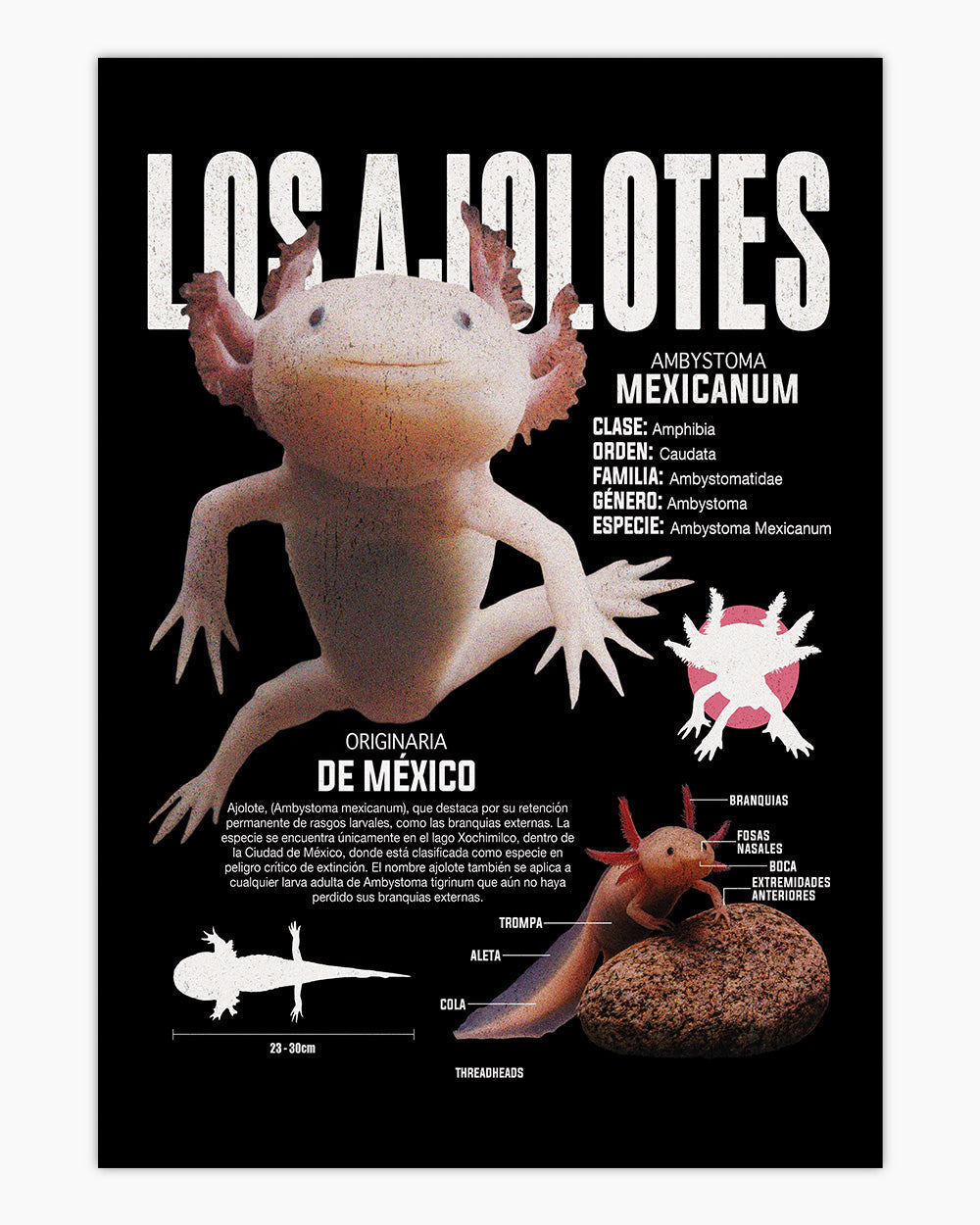 Los Ajolotes Art Print #colour_Black