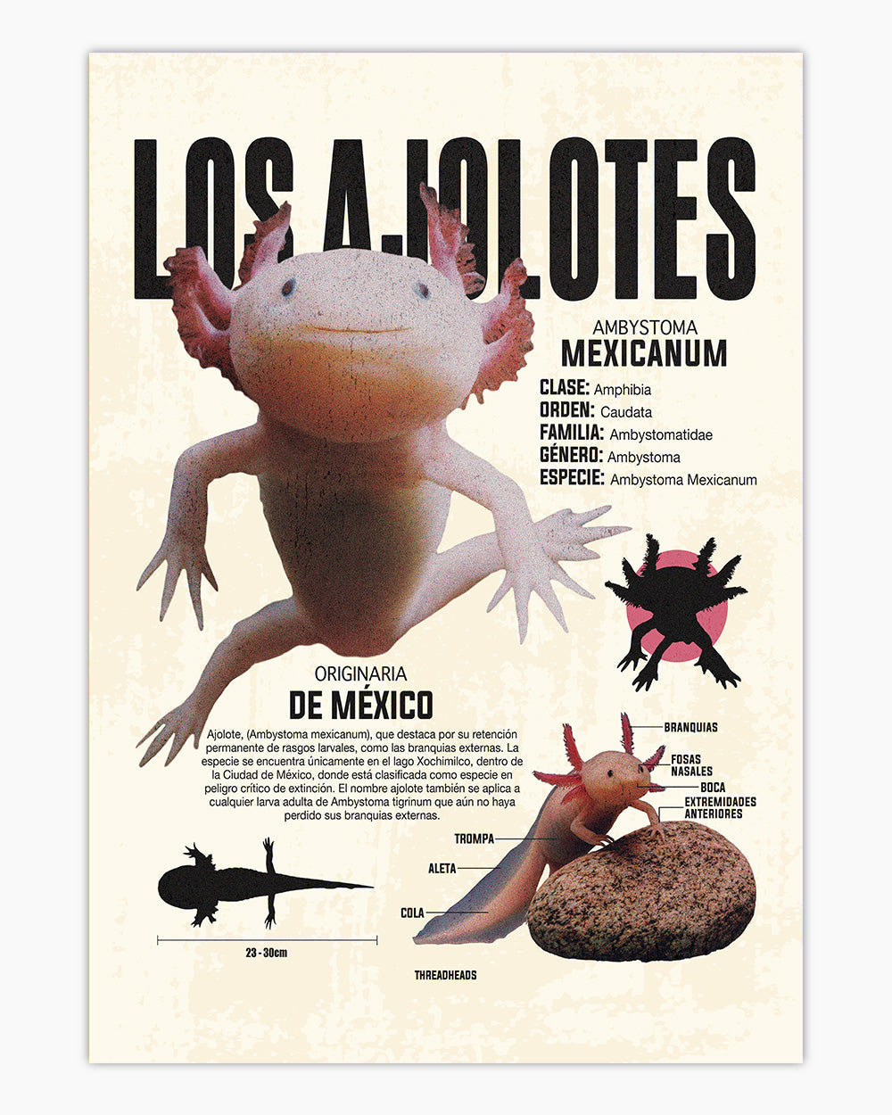 Los Ajolotes Art Print #colour_Natural