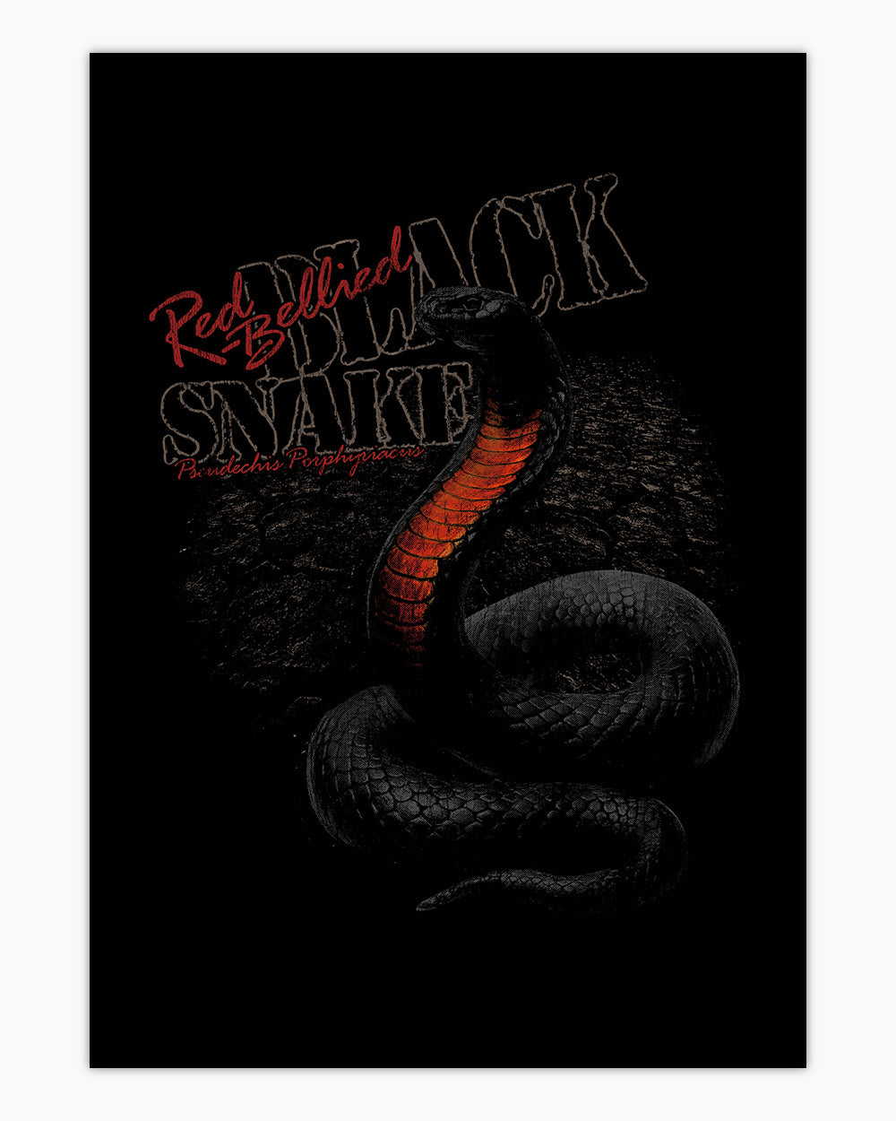 Red Bellied Black Snake Art Print