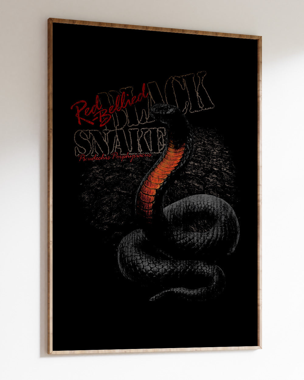 Red Bellied Black Snake Art Print