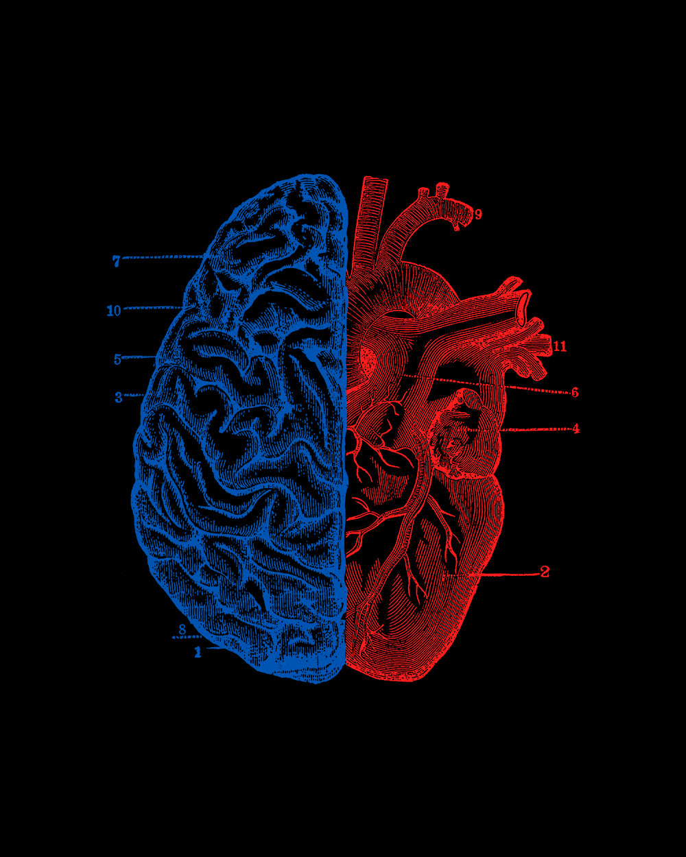 Heart and Brain T-Shirt Australia Online