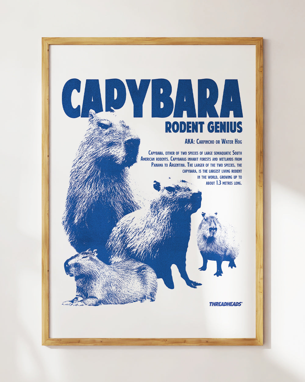 Capybara Rodent Genius Art Print Australia Online