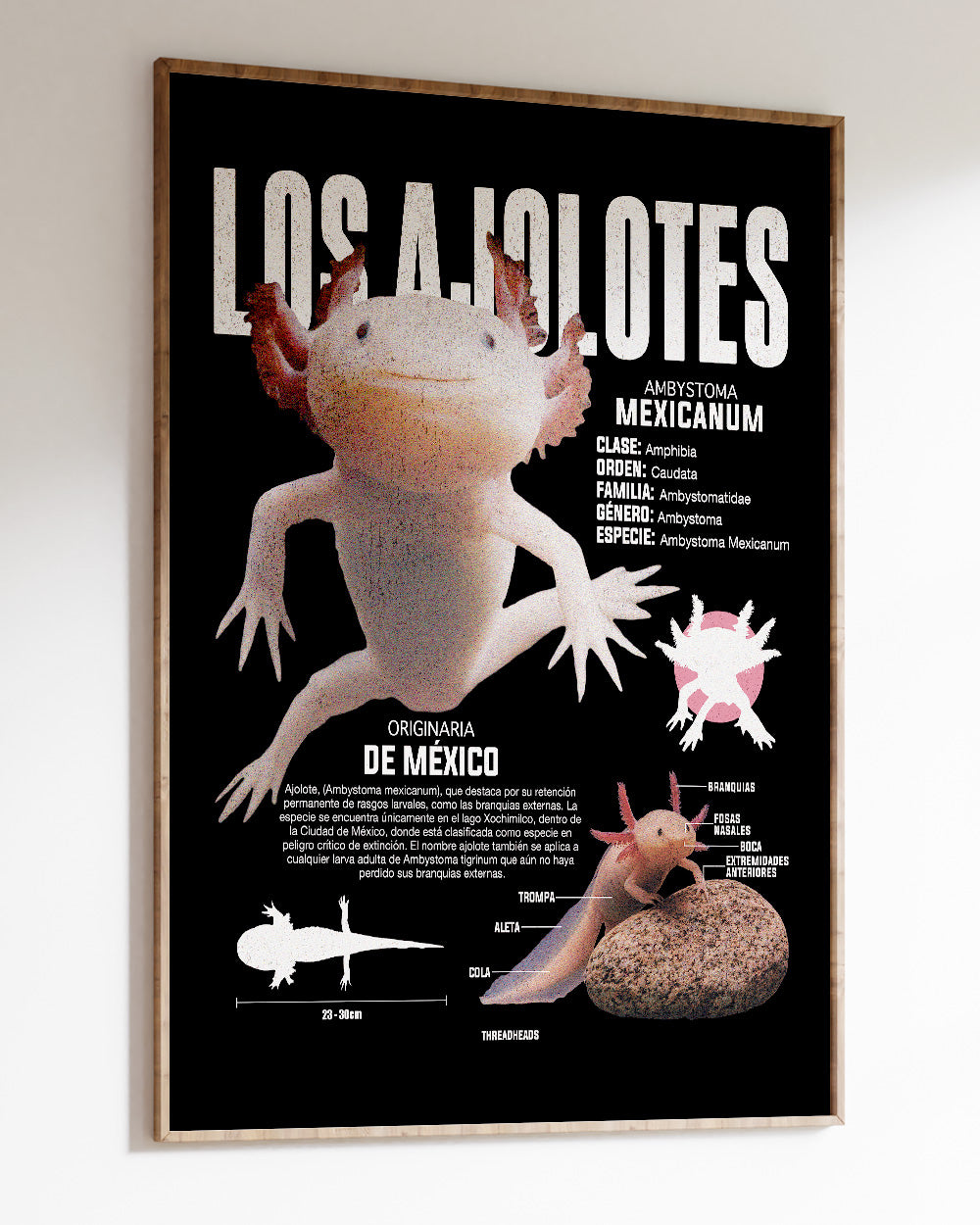 Los Ajolotes Art Print #colour_Black