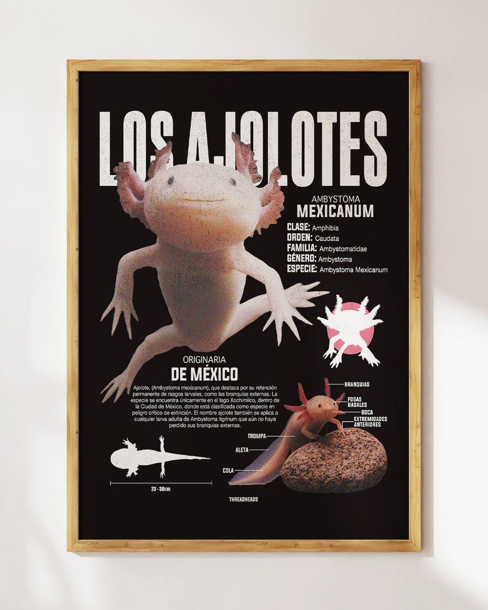 Los Ajolotes Art Print #colour_Black