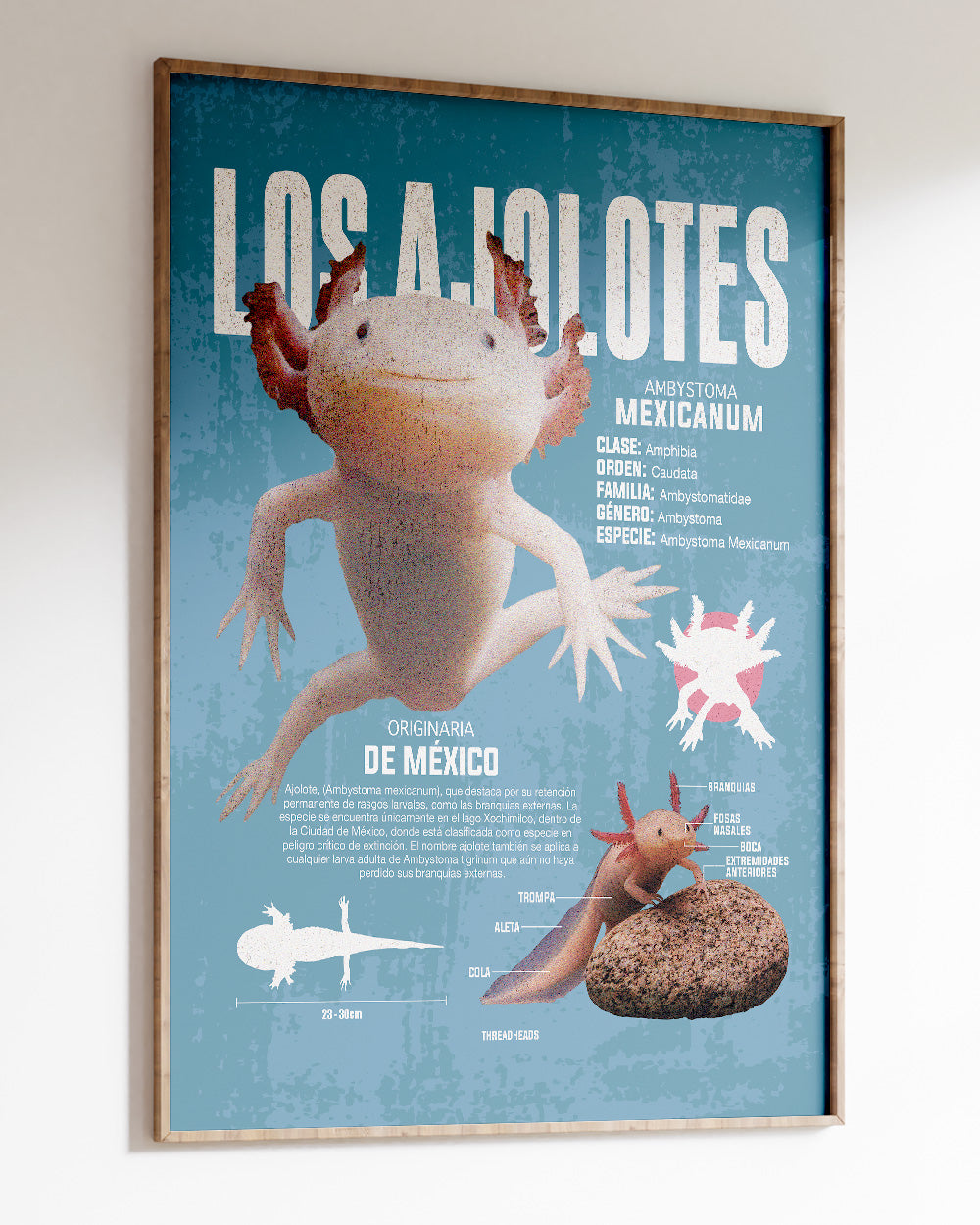 Los Ajolotes Art Print #colour_Blue