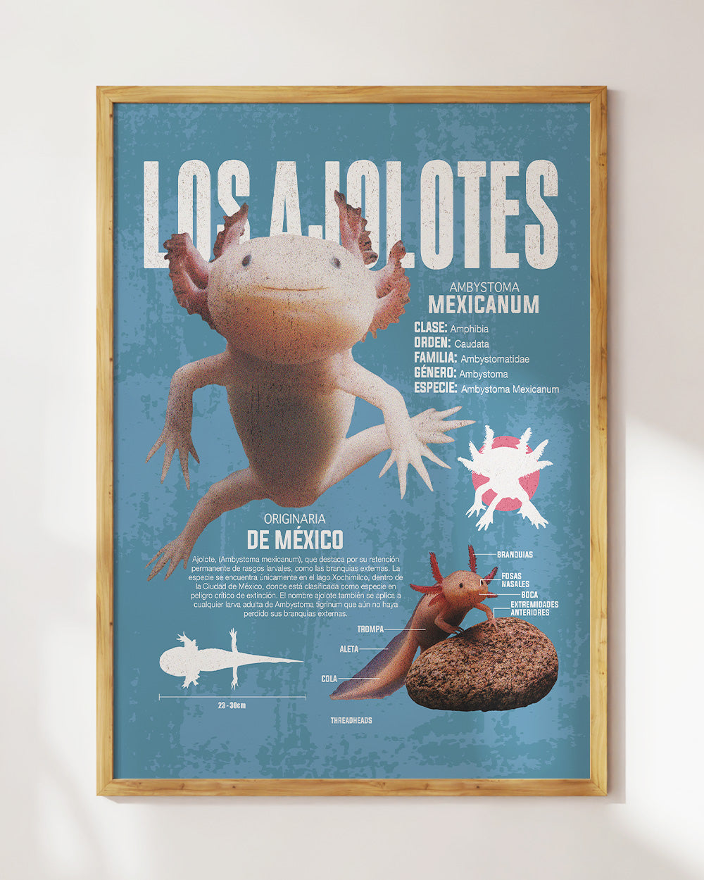 Los Ajolotes Art Print #colour_Blue