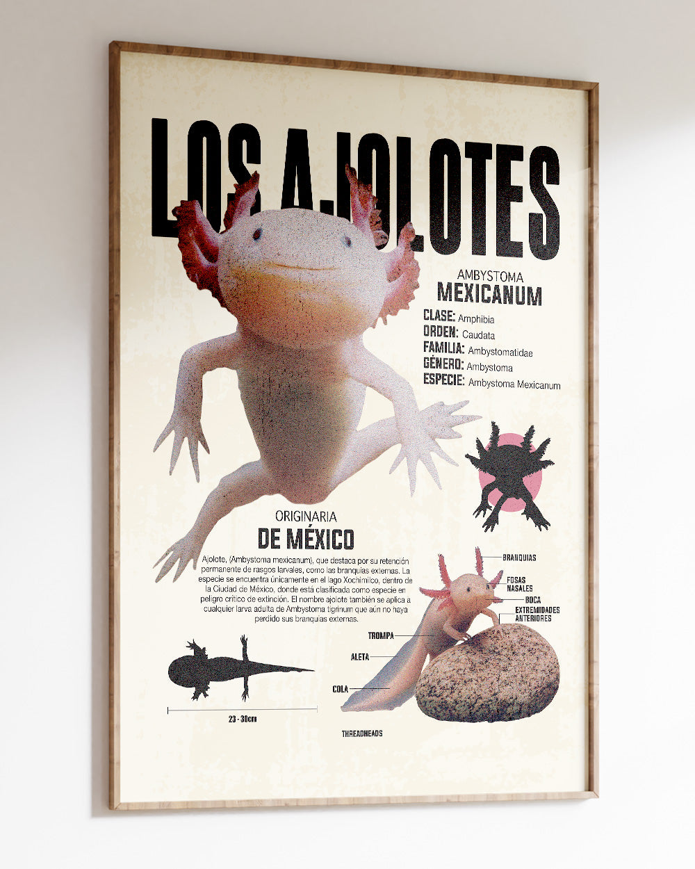 Los Ajolotes Art Print #colour_Natural