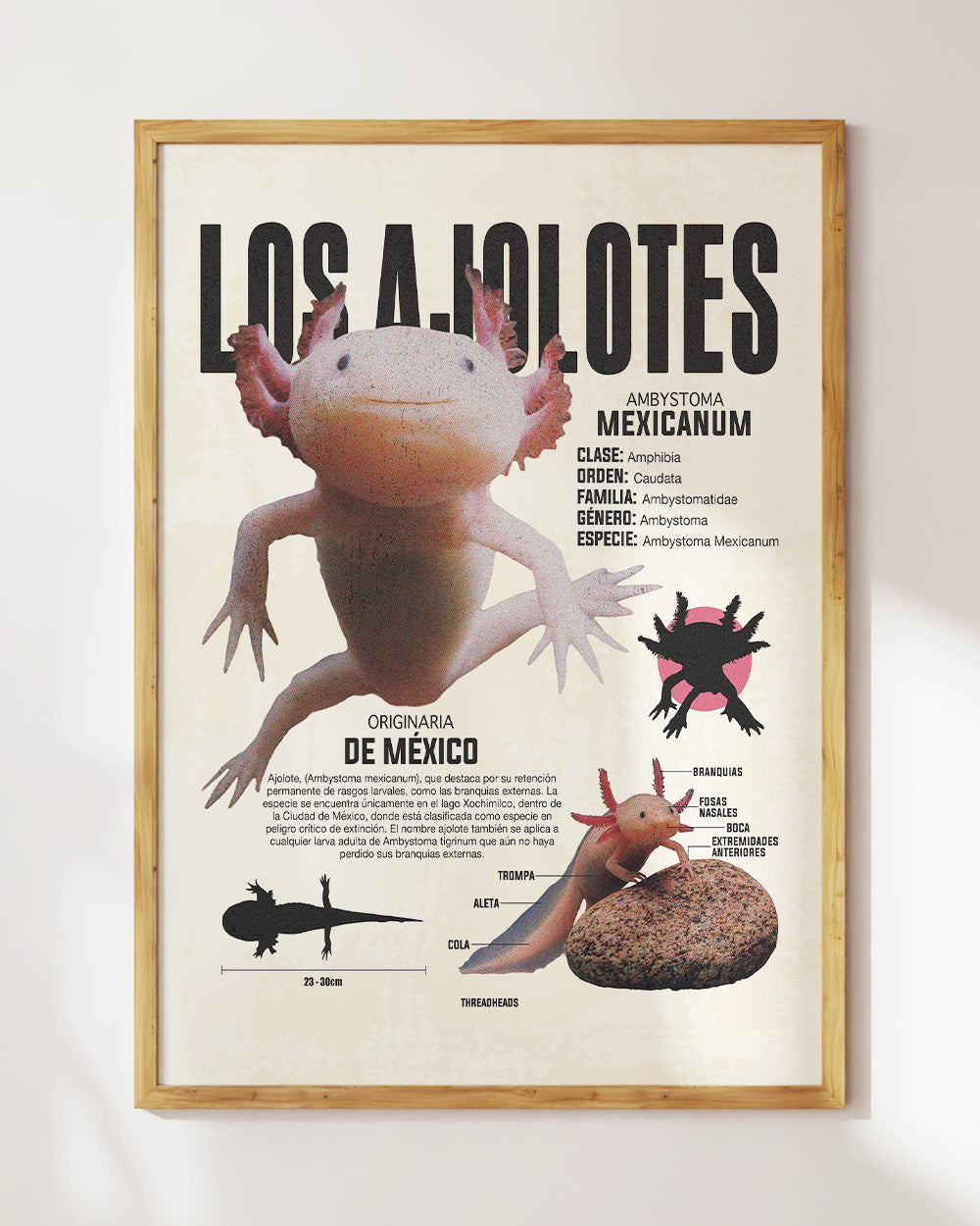 Los Ajolotes Art Print #colour_Natural