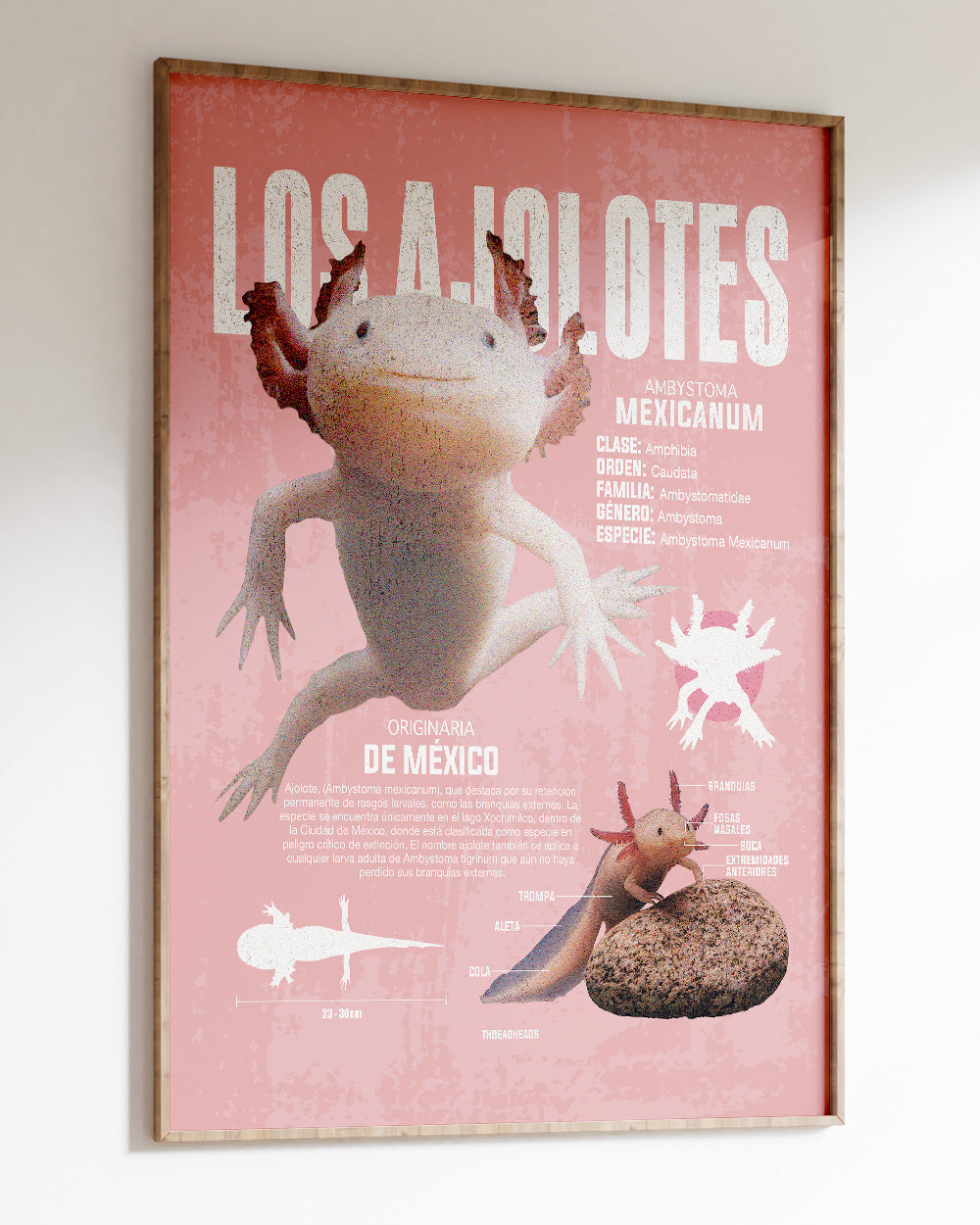 Los Ajolotes Art Print #colour_Pink