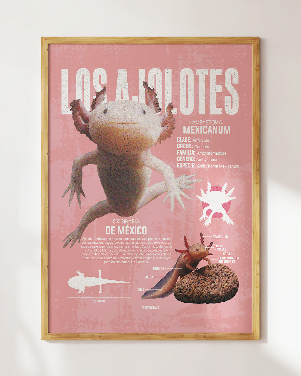 Los Ajolotes Art Print #colour_Pink