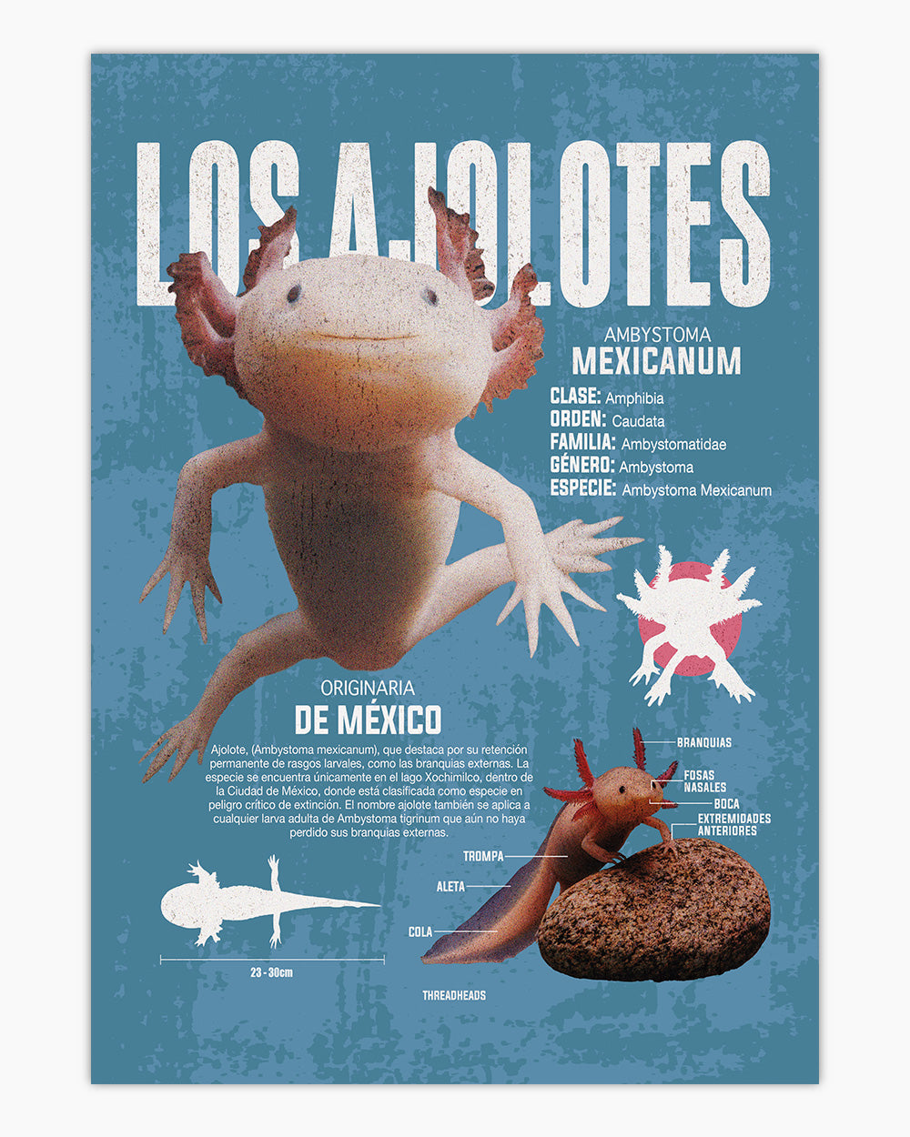 Los Ajolotes Art Print #colour_Blue
