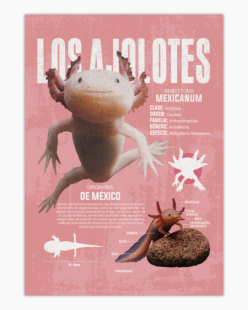 Los Ajolotes Art Print #colour_Pink
